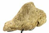 Fossil Dinosaur Skull Section w/ Metal Stand - South Dakota #294892-2